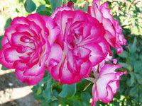 Rose 'Hannah Gordon'