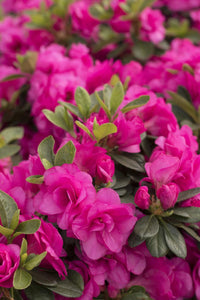 Azalea indica Happy Days - Ladybird Nursery