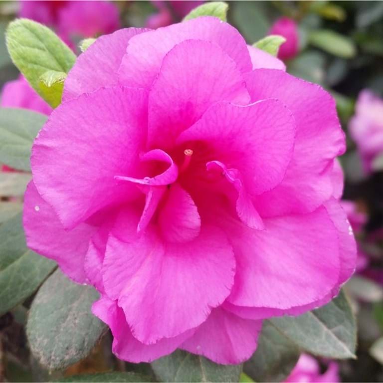 Azalea indica Happy Days - Ladybird Nursery