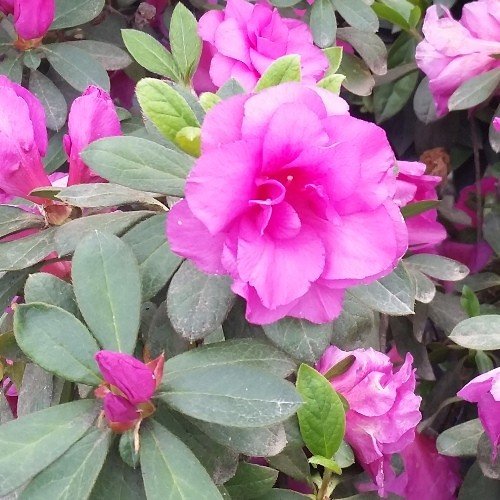 Azalea indica Happy Days - Ladybird Nursery