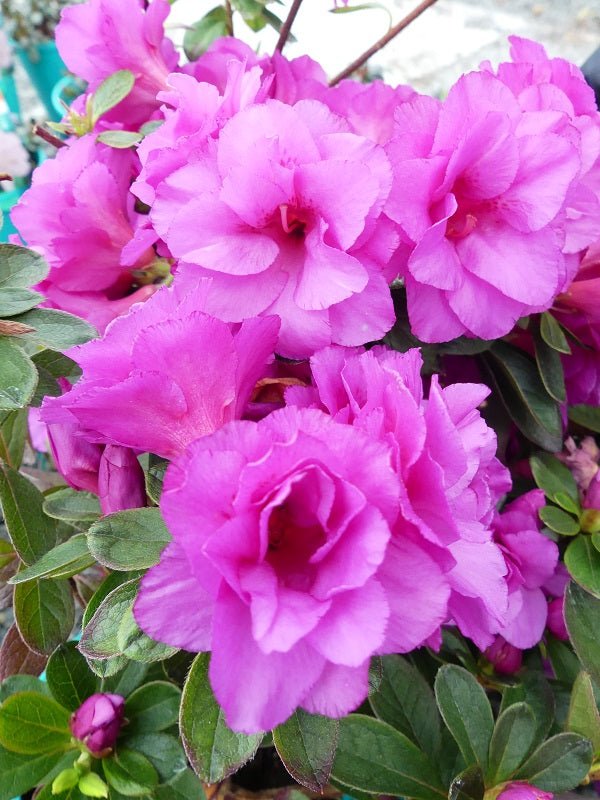 Azalea indica Happy Days - Ladybird Nursery