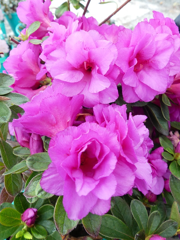 Azalea indica Happy Days