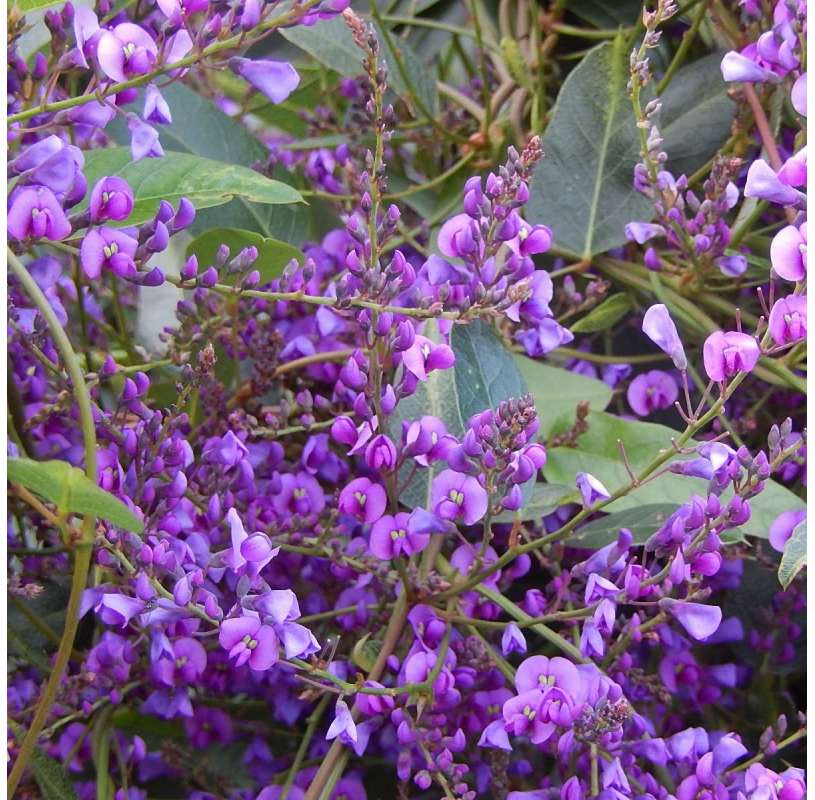 Hardenbergia Purple (Hardenbergia violacea)