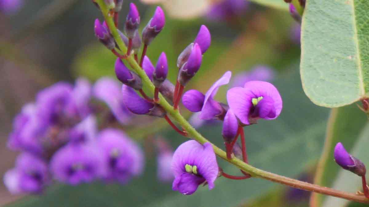 Purple Coral Pea Bliss (Hardenbergia violacea) - Ladybird Nursery