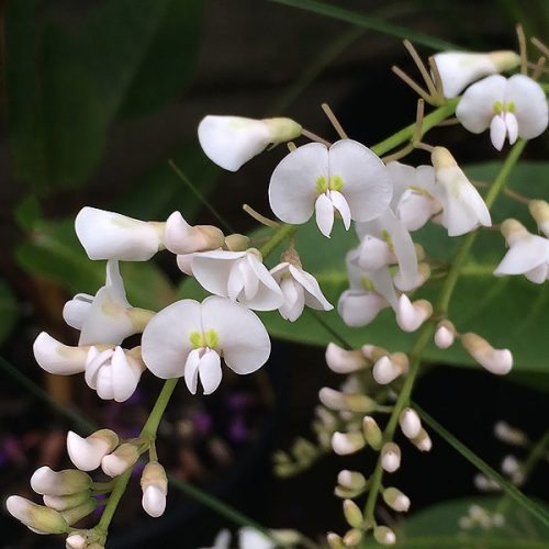Hardenbergia ‘Edna Walling Snow White’ (Hardenbergia violacea) - Ladybird Nursery