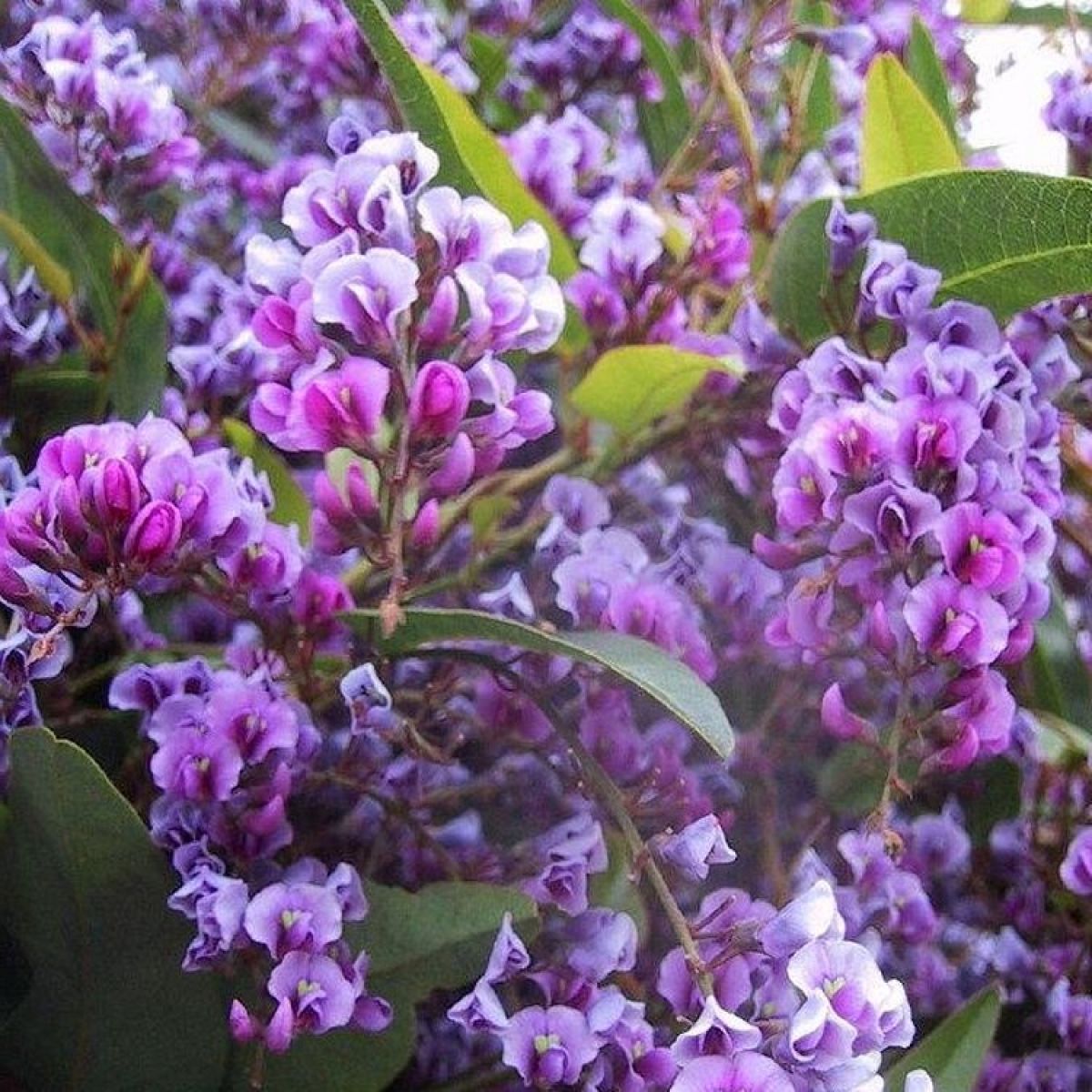 Hardenbergia Purple (Hardenbergia violacea)