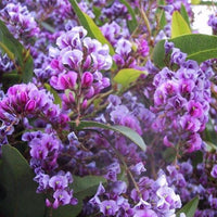 Hardenbergia Purple (Hardenbergia violacea)