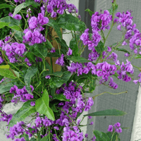 Purple Coral Pea Spray (Hardenbergia violacea)