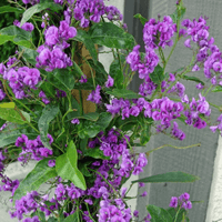 Purple Coral Pea Sweet Heart (Hardenbergia violacea) - Ladybird Nursery