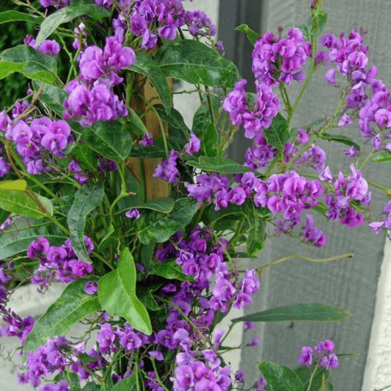 Purple Coral Pea Sweet Heart (Hardenbergia violacea) - Ladybird Nursery
