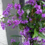 Purple Coral Pea Sweet Heart (Hardenbergia violacea)