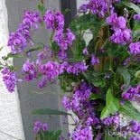 Purple Coral Pea Sweet Heart (Hardenbergia violacea) - Ladybird Nursery