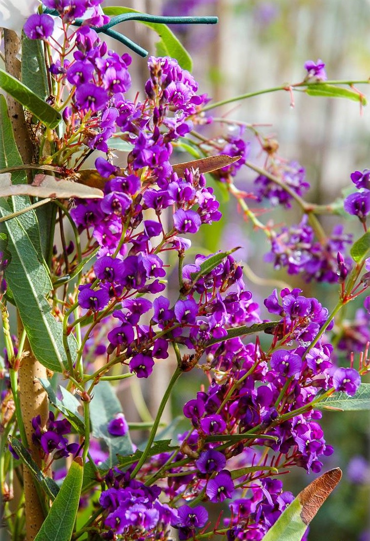 Purple Coral Pea White Out (Hardenbergia violacea)