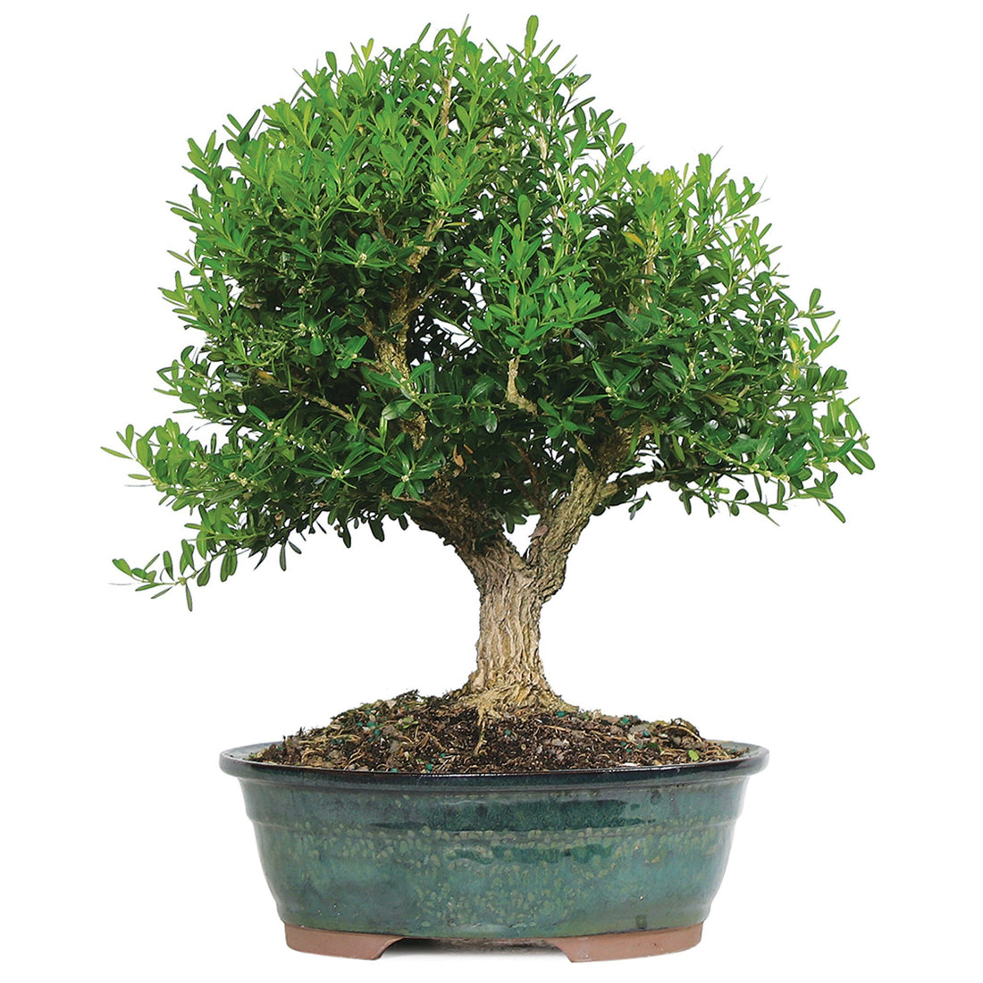 Boxwood Harland Box Bonsai Starter (Buxus harlandii) - Ladybird Nursery