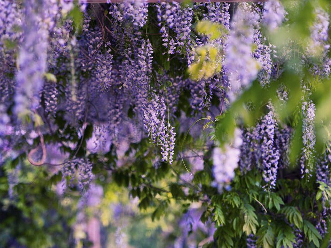 Japanese Wisteria 'Harlequin' (Wisteria floribunda) - Ladybird Nursery