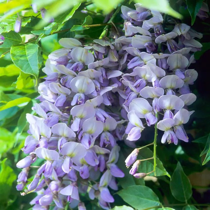 Japanese Wisteria 'Harlequin' (Wisteria floribunda) - Ladybird Nursery