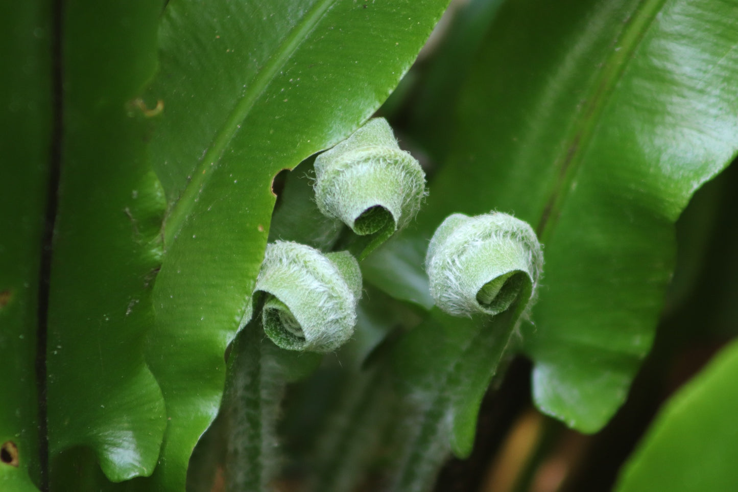 Bird's Nest Fern (Asplenium australasicum)