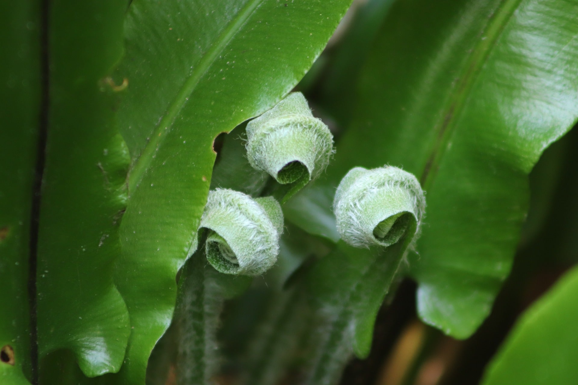 Bird's Nest Fern (Asplenium australasicum)