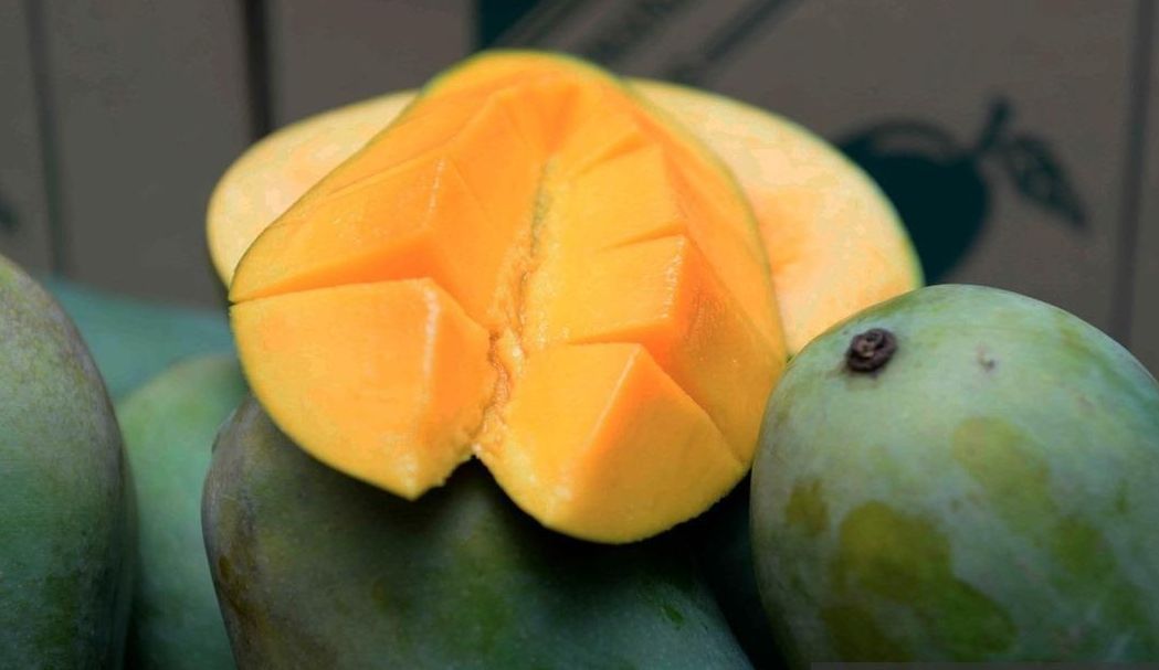 Mango ‘Harum Wangi’ (Malaysia) grafted - Ladybird Nursery