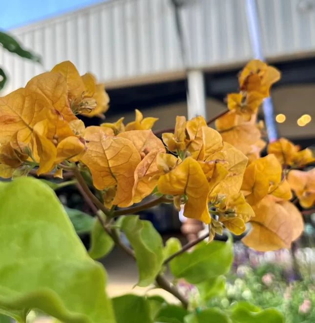 Bougainvillea Hawaiian Gold (Bougainvillea glabra) - Ladybird Nursery