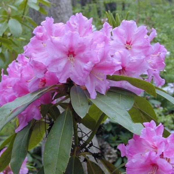 Rhododendron Lucidium - Ladybird Nursery