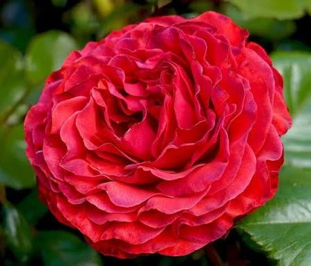 Rose 'Heartfelt' (Rosa)