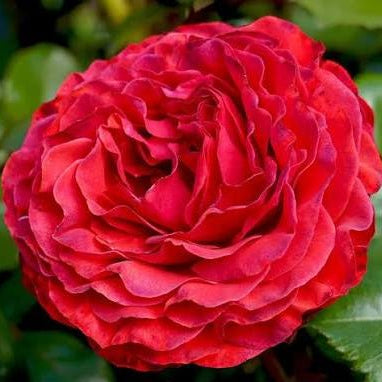 Rose 'Heartfelt' (Rosa) - Ladybird Nursery
