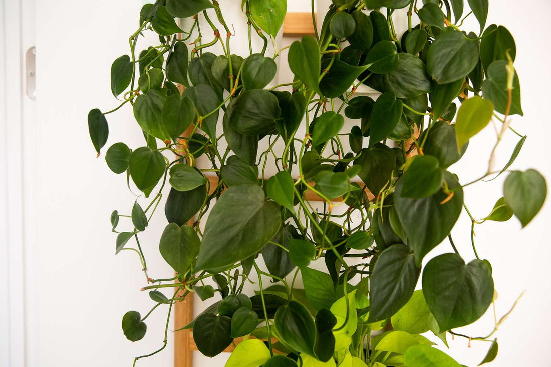 Philodendron Heartleaf (Philodendron cordatum) - Ladybird Nursery