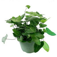 Heart Fern (Hemionitis arifolia)