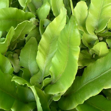 Hart's Tongue Fern Harts (Asplenium scolopendrium) - Ladybird Nursery