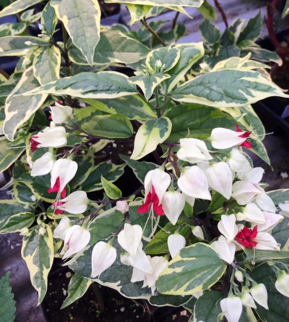 Bleeding Heart variegated Ladder (Clerodendrum thomsoniae)