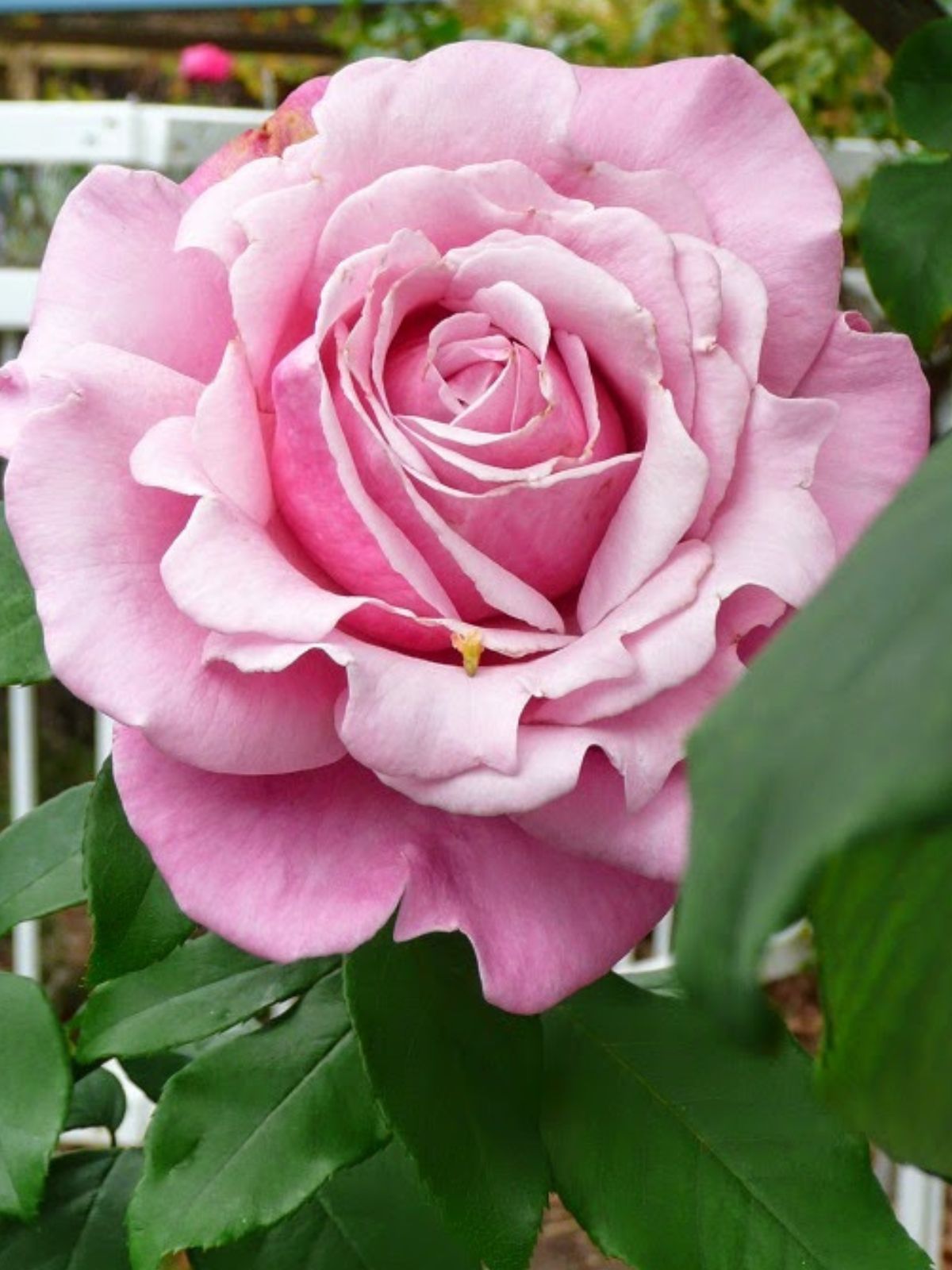 Rose 'Heaven Scent' (Bareroot)