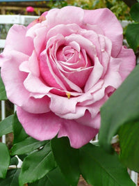 Rose 'Heaven Scent' (Bareroot)