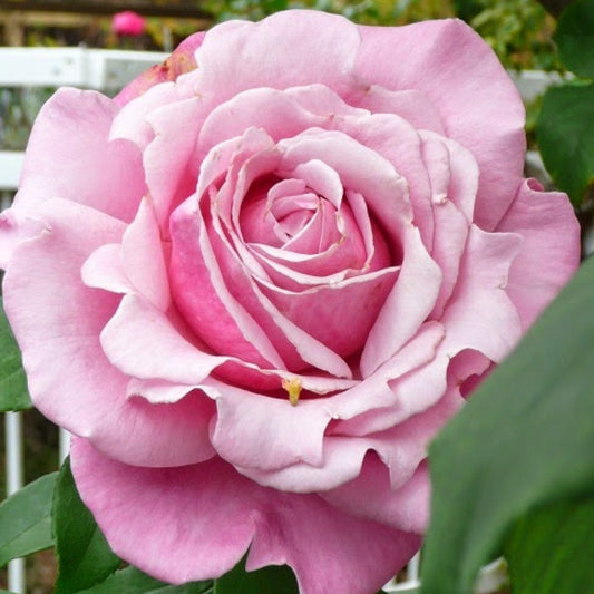 Rose 'Heaven Scent' (Bareroot) - Ladybird Nursery