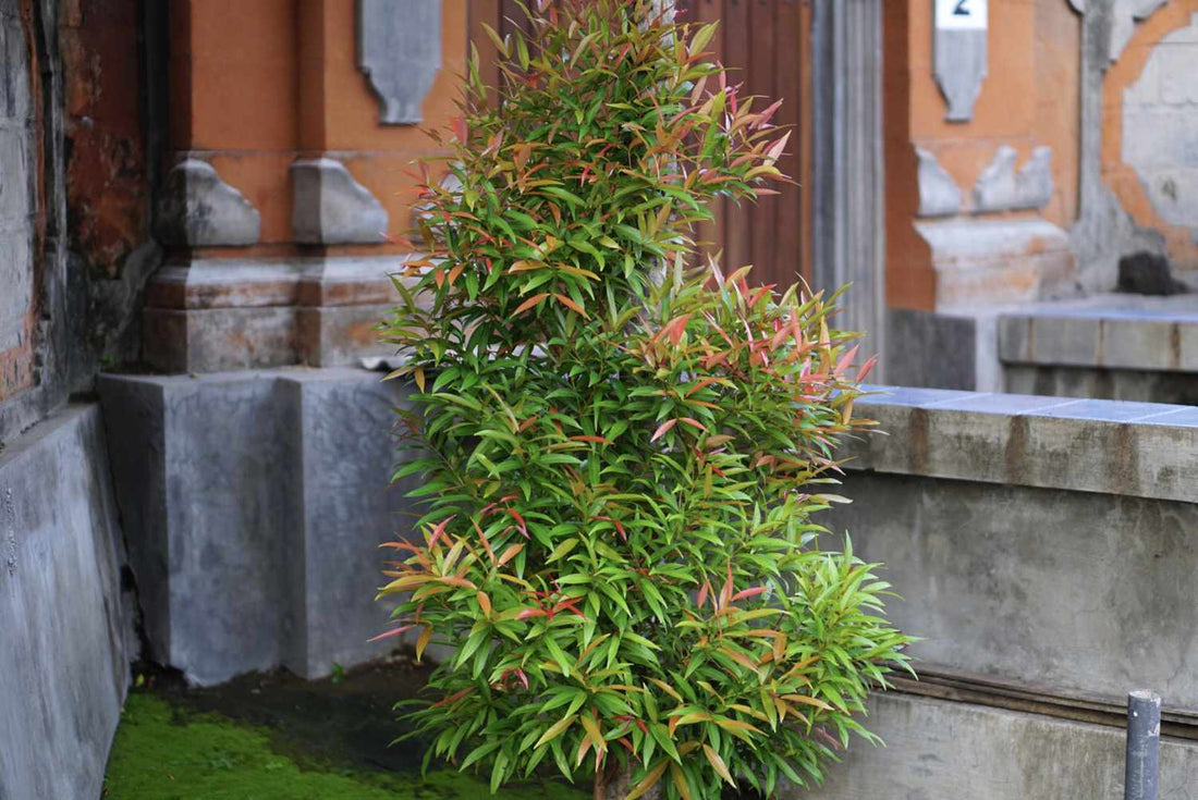 Heavenly Bamboo (Nandina domestica) - Ladybird Nursery