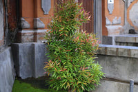 Heavenly Bamboo (Nandina domestica) - Ladybird Nursery