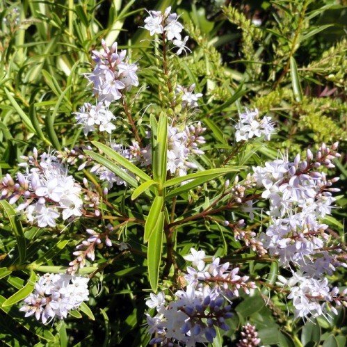 Hebe Lavender Lace - Ladybird Nursery