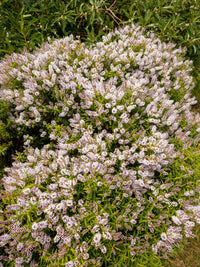 Hebe Lavender Lace - Ladybird Nursery