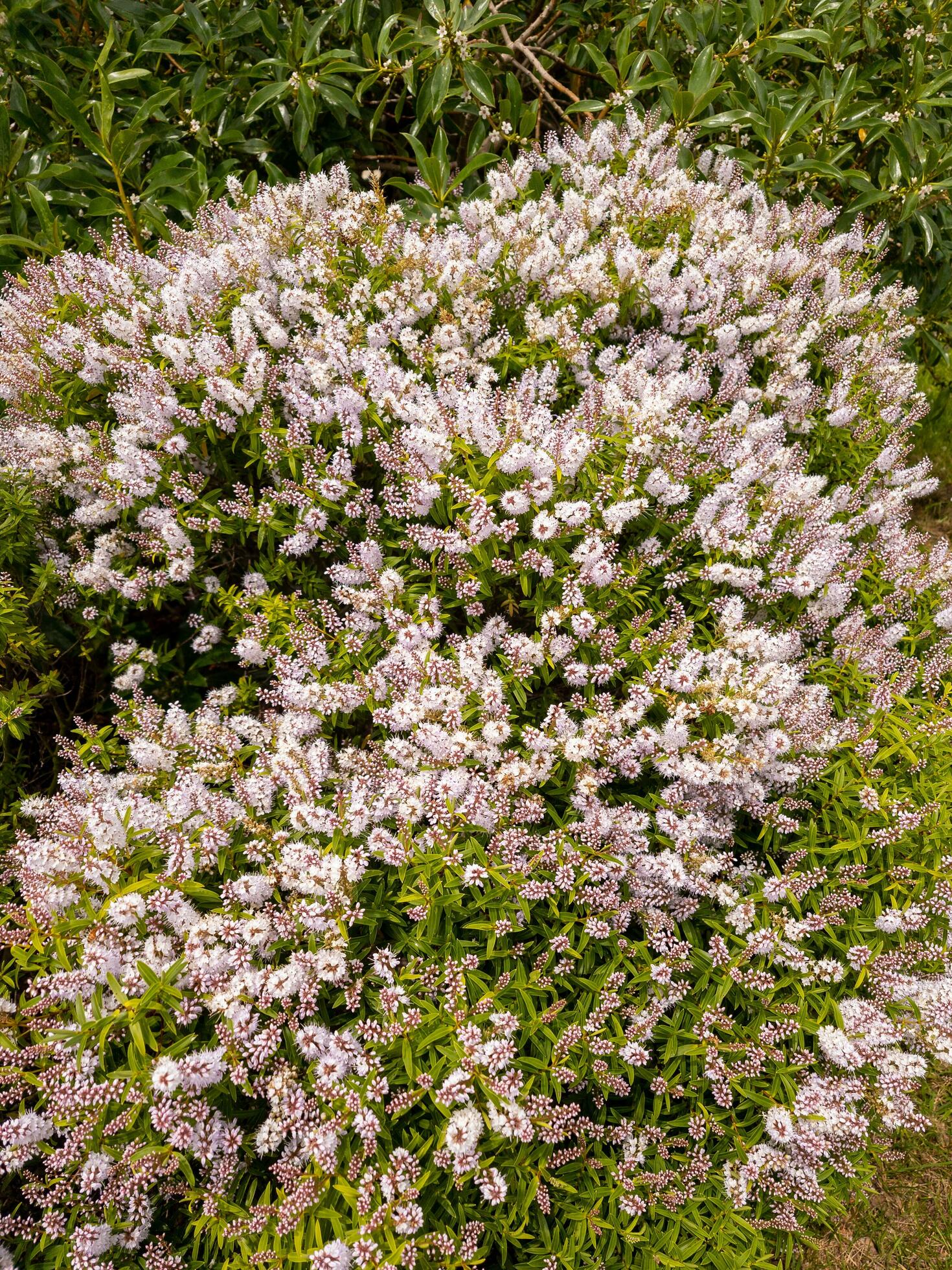 Hebe Lavender Lace - Ladybird Nursery