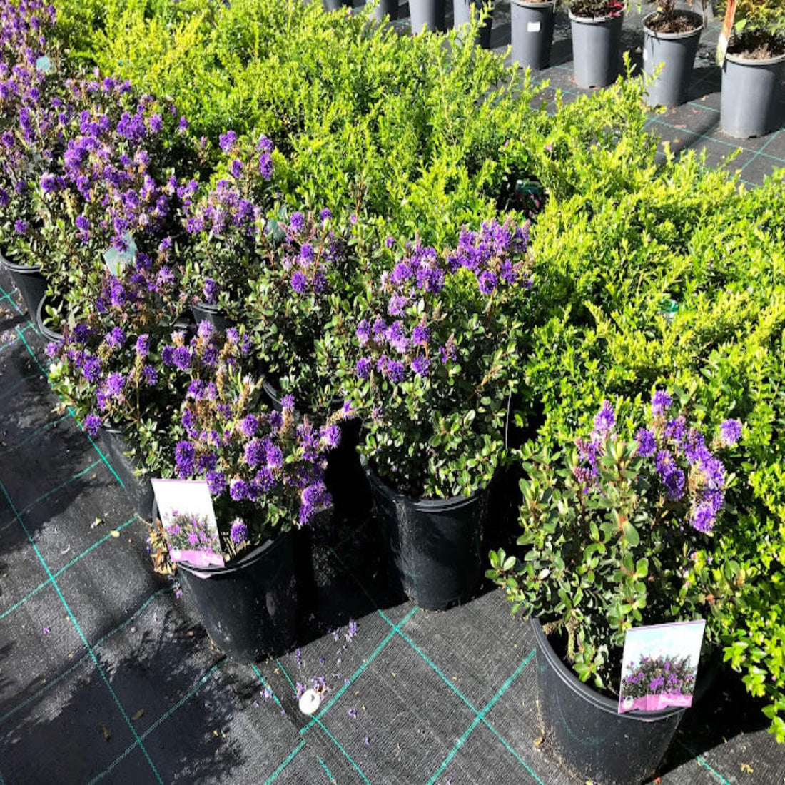 Hebe Bloomin Lilac Mist - Ladybird Nursery