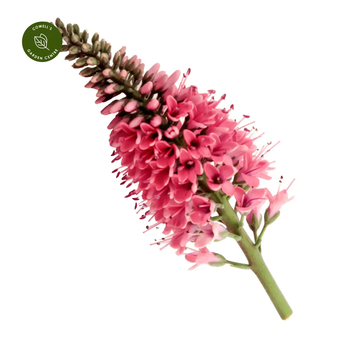 Hebe Kiwi Tiki Tiki - Ladybird Nursery