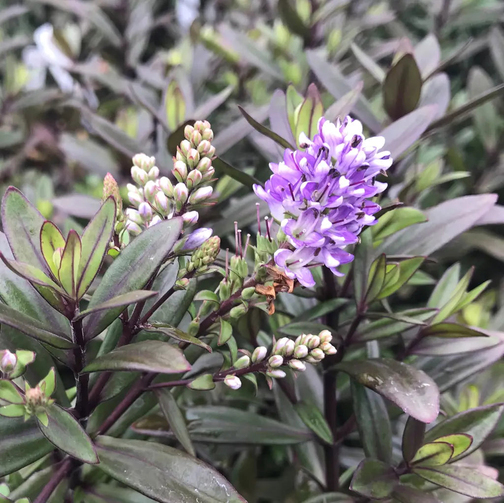 Hebe Turkish Delight