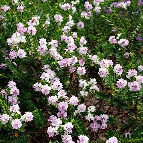 Hebe Wiri Cloud - Ladybird Nursery