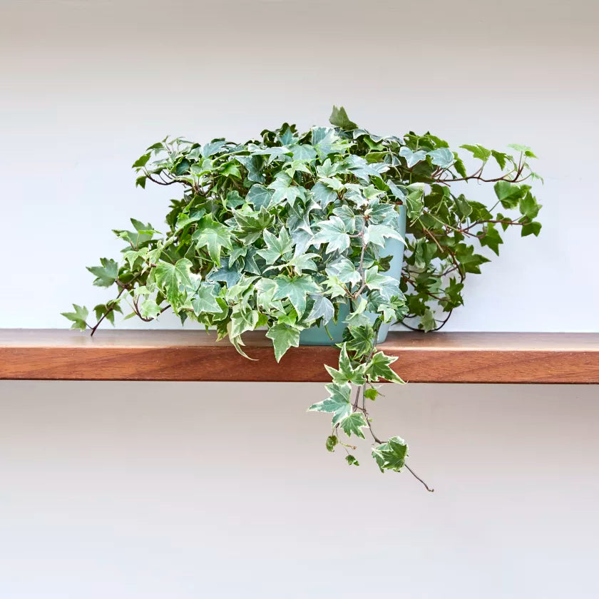 English Ivy Variegata (Hedera helix)