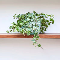 English Ivy Variegata (Hedera helix) - Ladybird Nursery