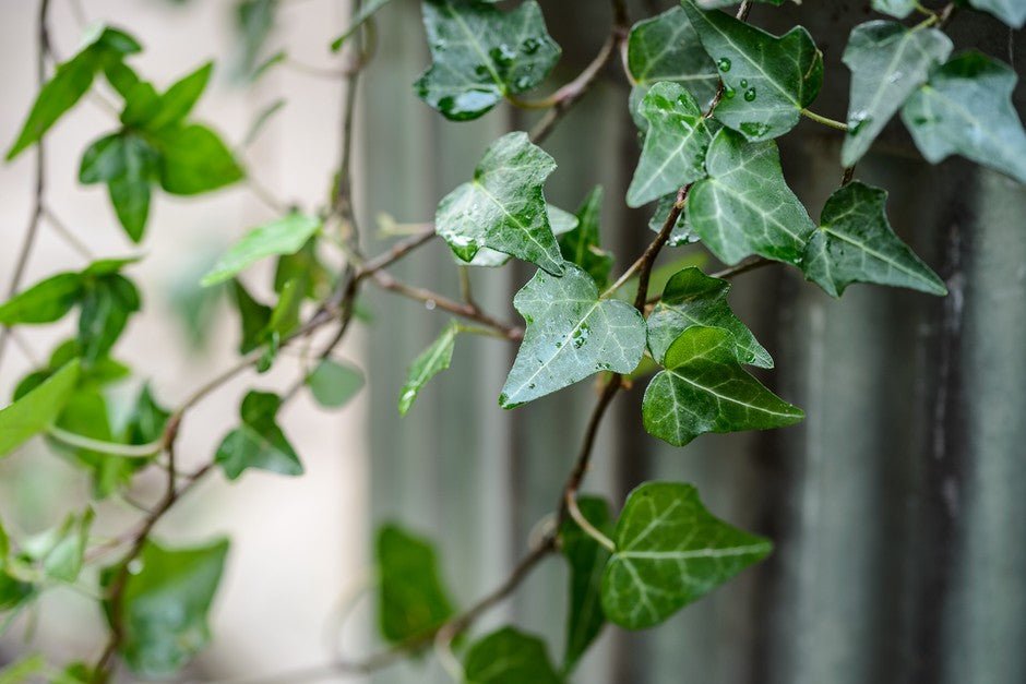 English Ivy (Hedera helix) - Ladybird Nursery
