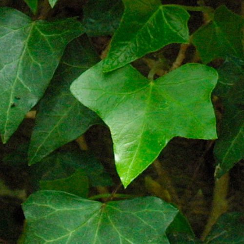 English Ivy (Hedera helix) - Ladybird Nursery