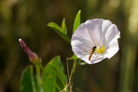 Blue Rock Bindweed Prime White (Convolvulus sabatius)