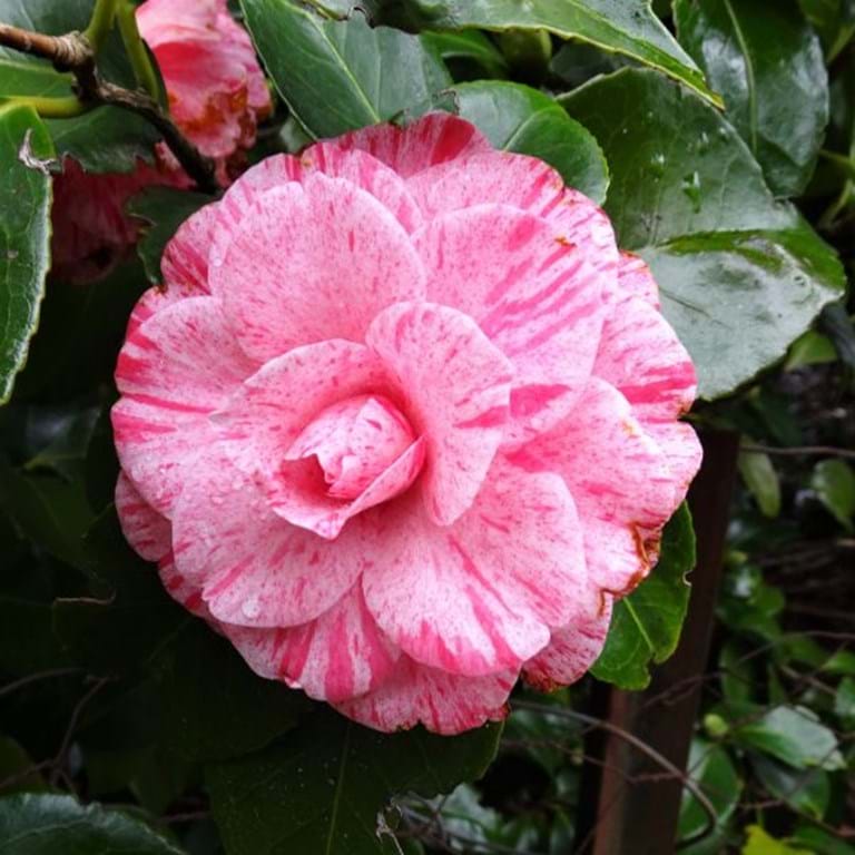 Camellia Helenor (Camellia Japonica) - Ladybird Nursery