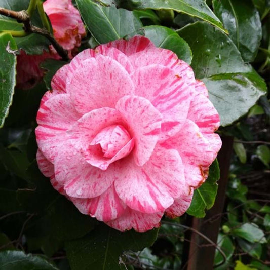 Camellia Helenor (Camellia Japonica)